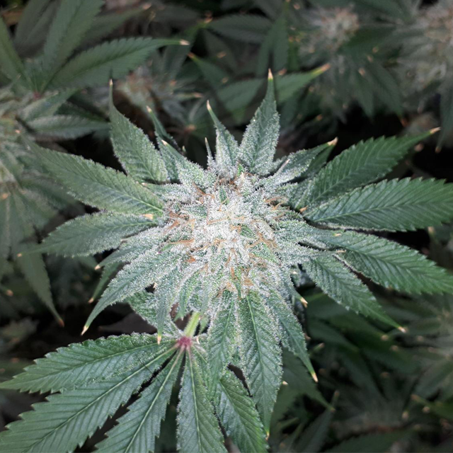 Original Sensible Seeds Forbidden Wedding Cake Image 6